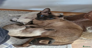 Siamese cats - Advert 3