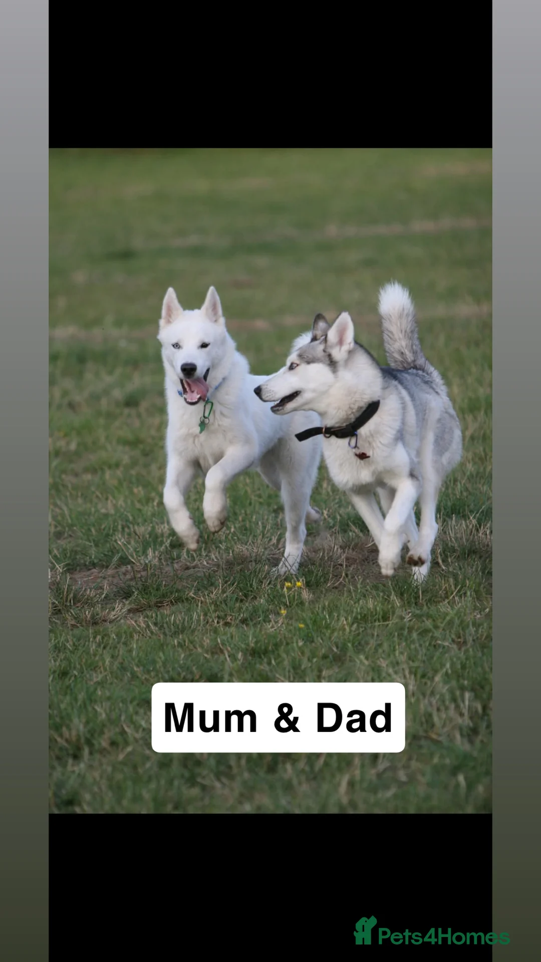 Siberian Husky dogs for sale: 5 beautiful Siberian Husky’s  - Advert 9