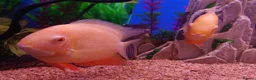Other/Mixed Breed fish for sale: Manchester Pet's and Aquatics - Full Stock List - Advert 6