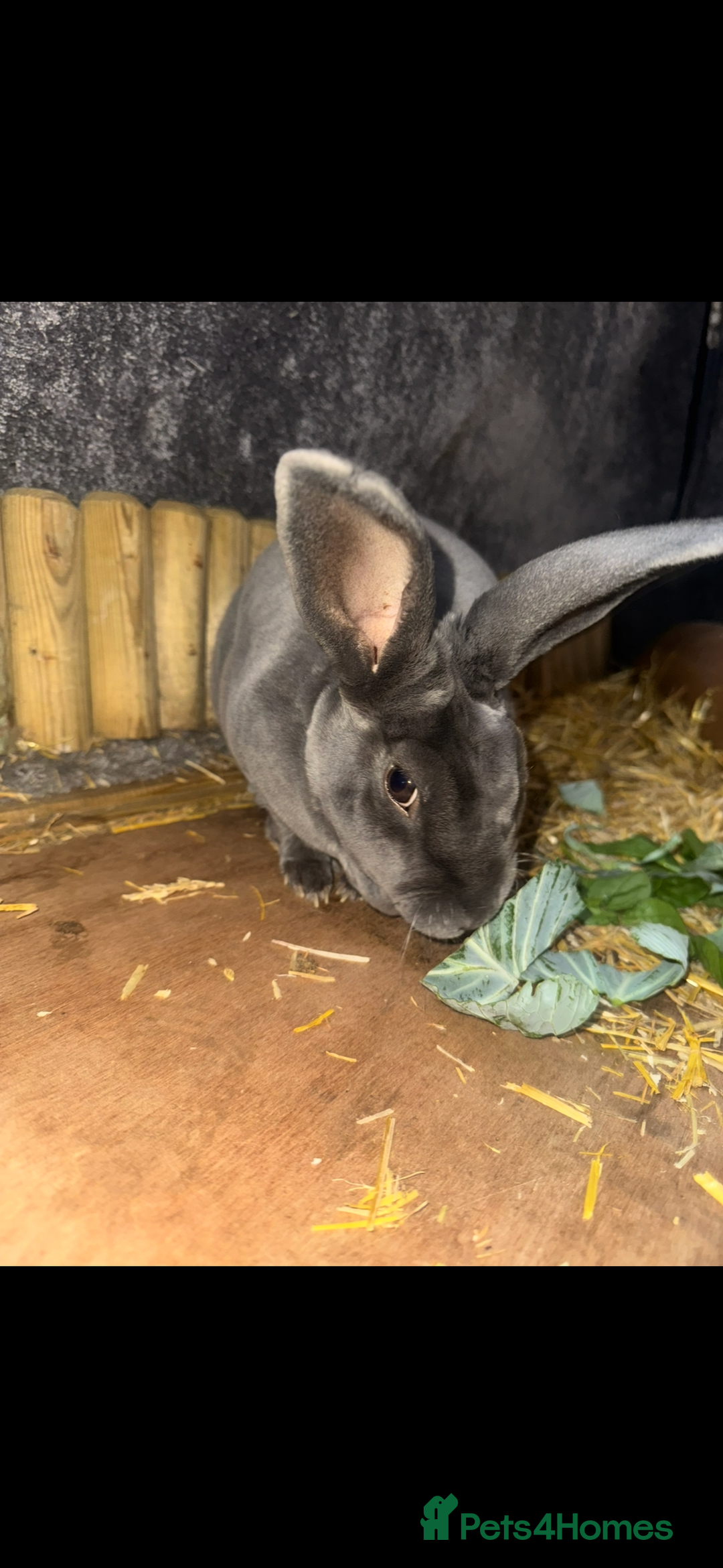 Rex rabbits for sale: Blue - Valet Rex - Advert 2