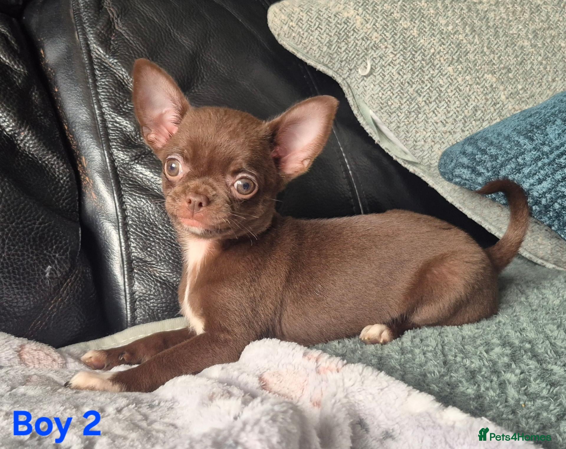 Chihuahua dogs for sale: ❤️Stunning Choc Chihuahua Puppies Fully Vaccinated - Advert 13
