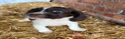 Cocker Spaniel dogs for sale: Cocker spaniel puppies - Advert 12
