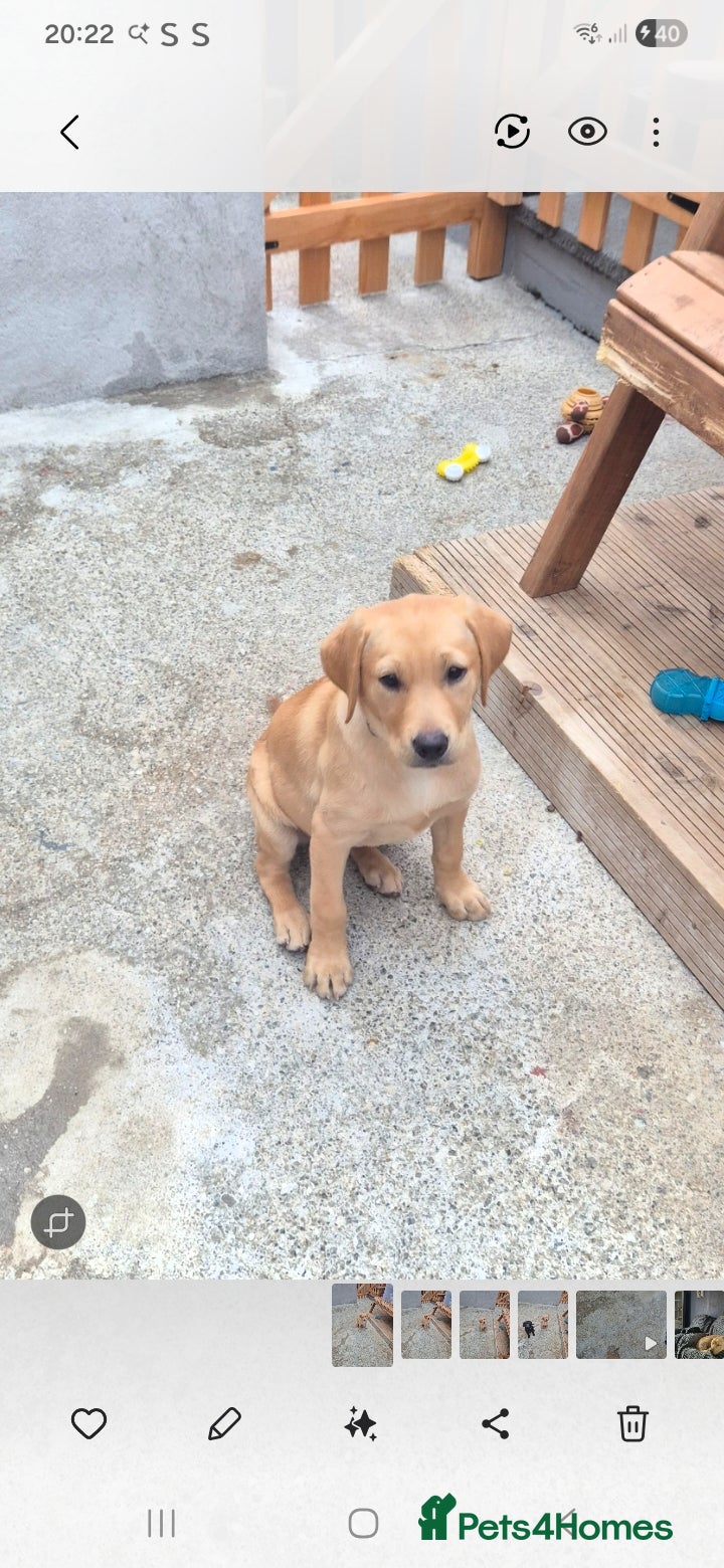 Labrador Retriever dogs Labrodor retriever kc REDUCE GIRL 1 left - Advert 13