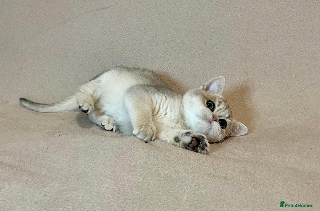 British Shorthair cats for sale: 🐾 Pure BSH Kittens 🐾  - Advert 7