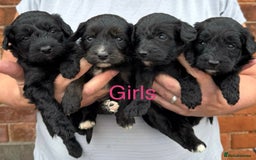 Bordoodle dogs for sale: Miniature Bordoodles  - Image 4