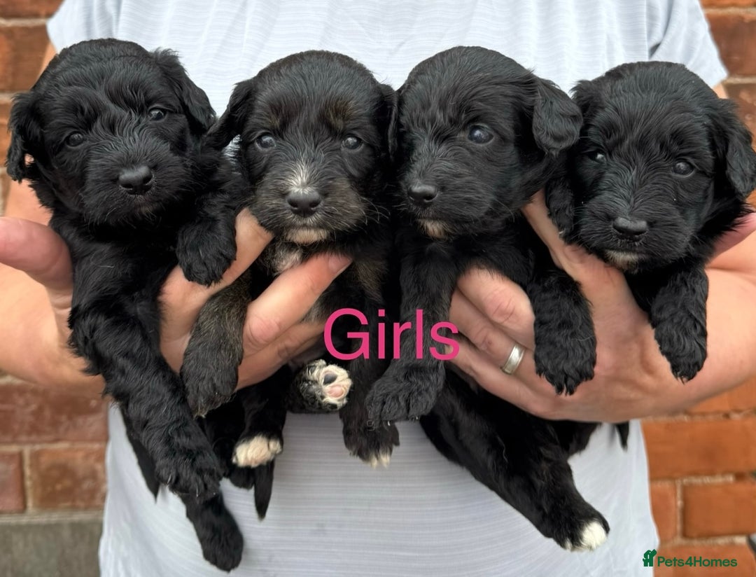 Bordoodle dogs for sale: Miniature Bordoodles  - Image 4