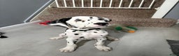 Dalmatian dogs for sale: Dalmatian puppies ready advert fully - Advert 3