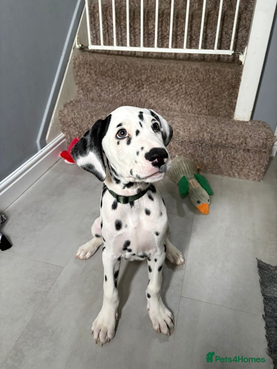Dalmatian dogs for sale: Dalmatian puppies ready advert fully - Advert 3