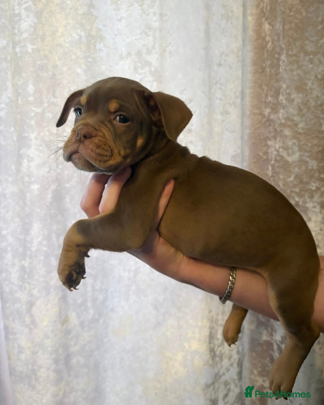 Olde English Bulldogge dogs for sale: Olde English bulldog puppies  - Advert 9