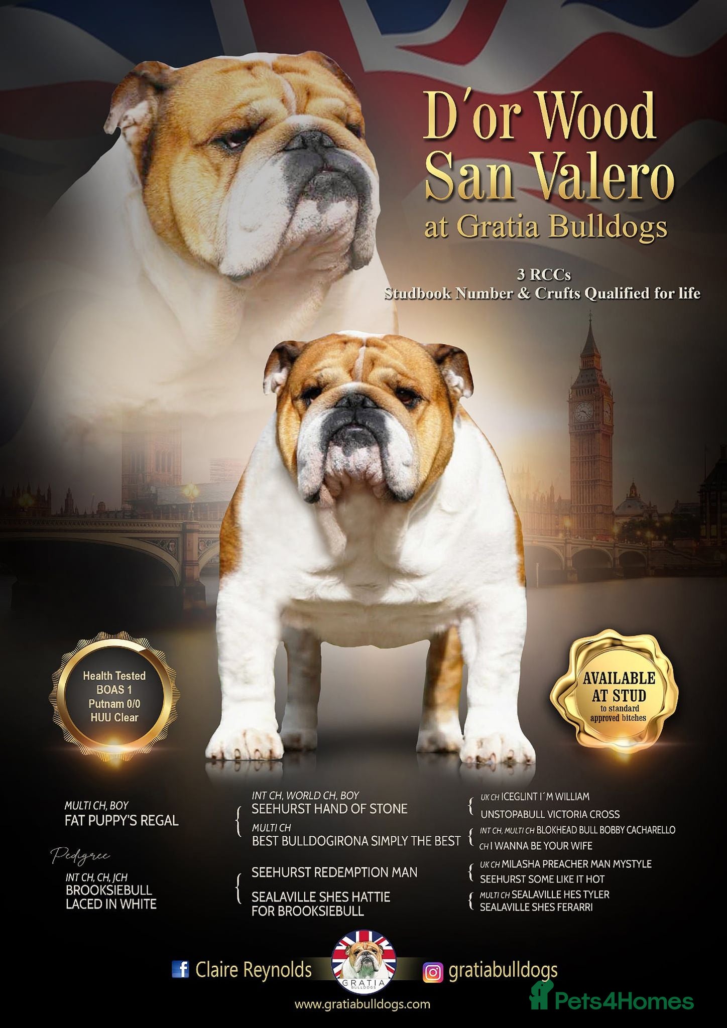 English Bulldog dogs KC Reg Standard Bulldog available at stud - Advert 1