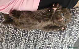 Scottish Fold cats for sale: SF 2 males available  - Image 1