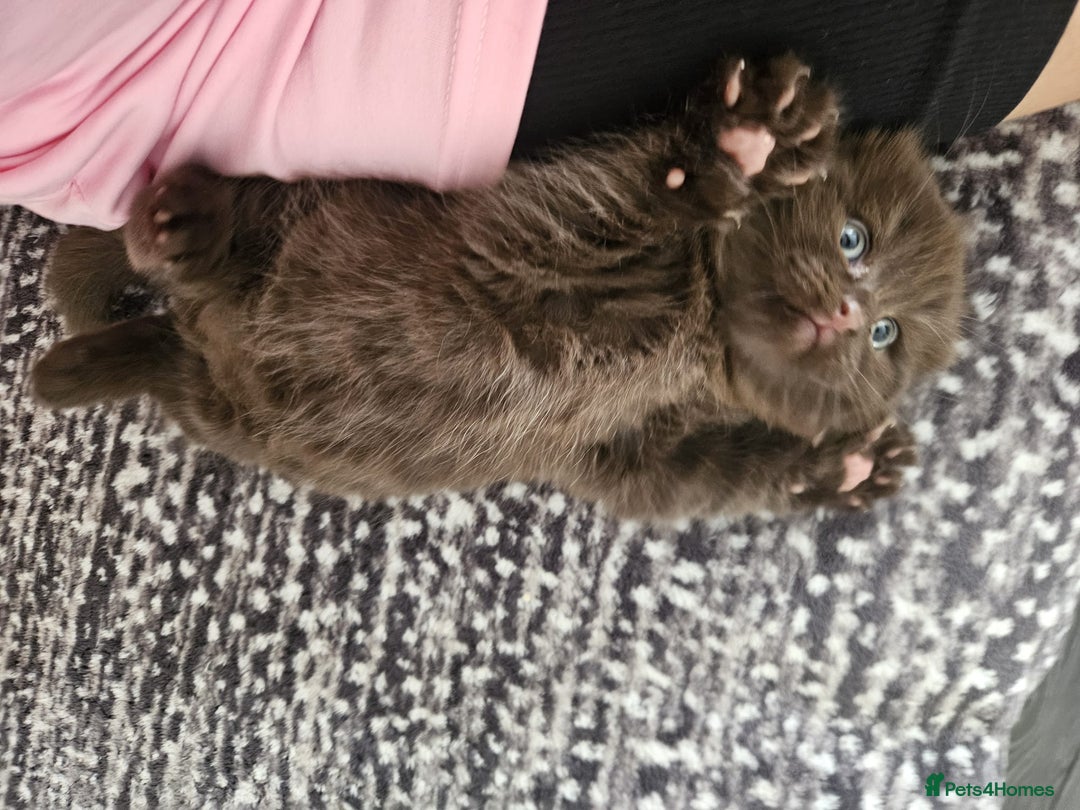 Scottish Fold cats for sale: SF 2 males available  - Image 1