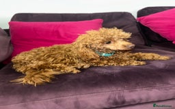 Toy Poodle dogs for sale: Lady red Kc toy poodle female  - Image 12