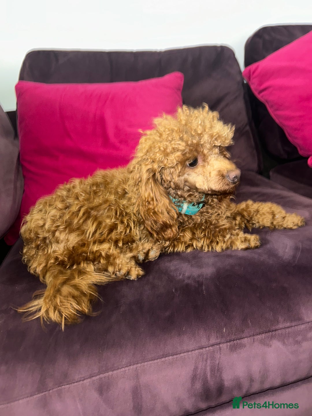 Toy Poodle dogs for sale: Lady red Kc toy poodle female  - Image 12