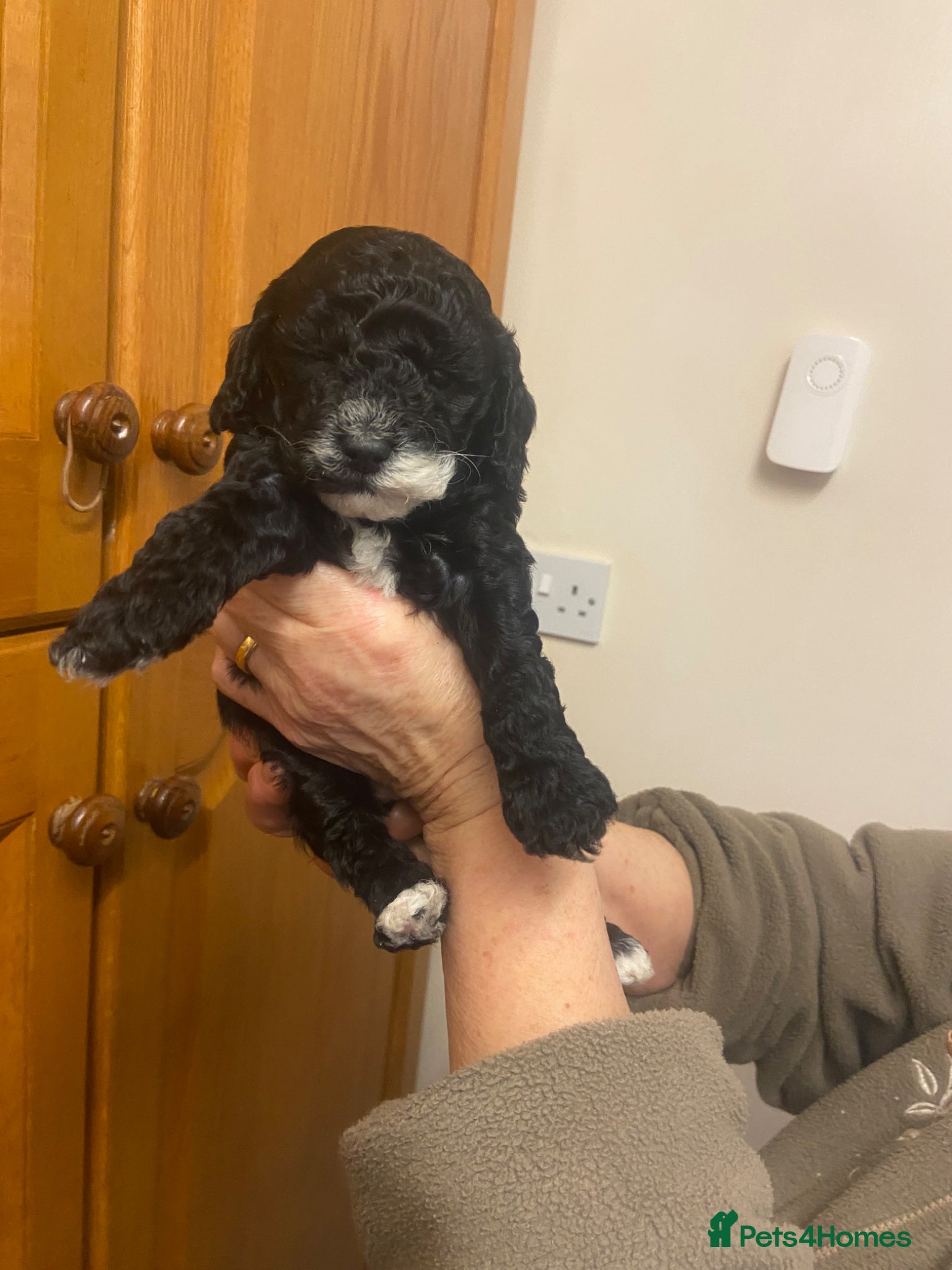 Cockapoo dogs F1B TOY COCKAPOOS - Advert 2