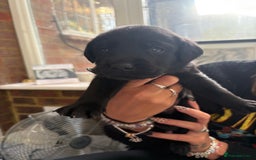 Labrador Retriever dogs for sale: Labrador puppies - Ready Now  - Image 22