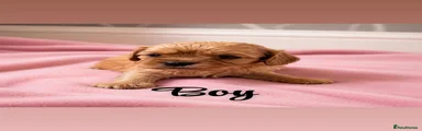 Cavalier King Charles Spaniel 2