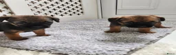 Border Terrier dogs for sale: Border  terrier. in Ashford - Advert 7