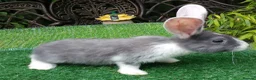 Continental Giant rabbits for sale: PURE bred Continental Giants - Vaccinated RESERVE  - Advert 5