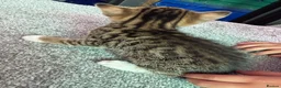 Mixed Breed cats for sale: Benghal cross - Advert 11