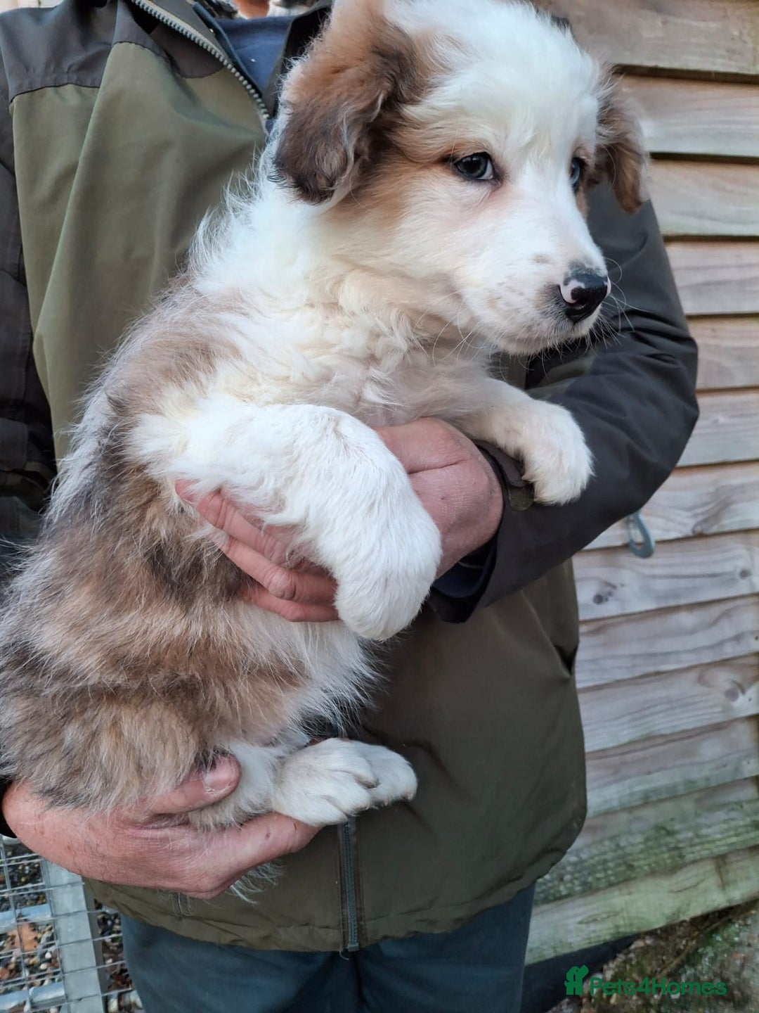 Border Collie dogs for sale: Rare sable merle long coat collie puppies  - Advert 5