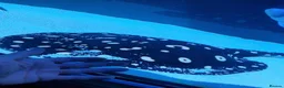 Other/Mixed Breed fish for sale: Sting ray - Advert 4