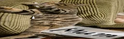 Maine Coon cats for sale: Bengal cross mainecoone kittens  - Advert 16