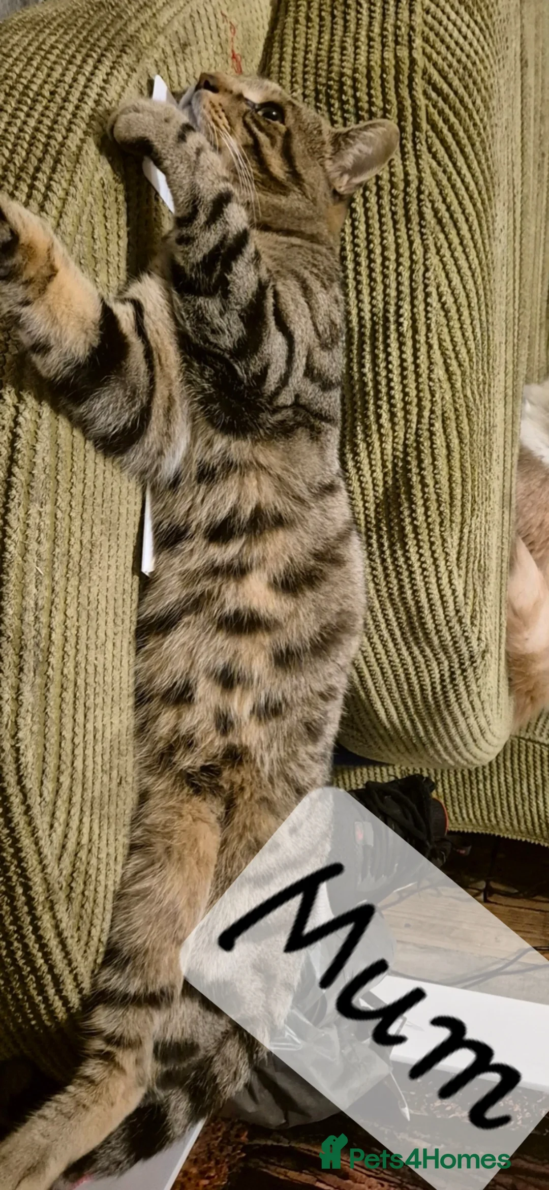 Maine Coon cats for sale: Bengal cross mainecoone kittens  - Advert 16