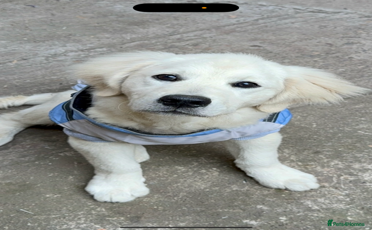 Golden Retriever dogs - Advert 16