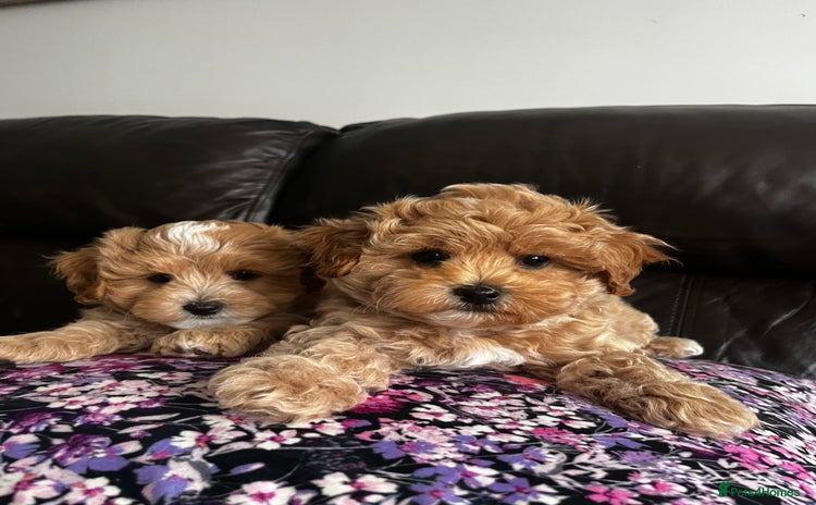 Maltipoo dogs - Advert 9