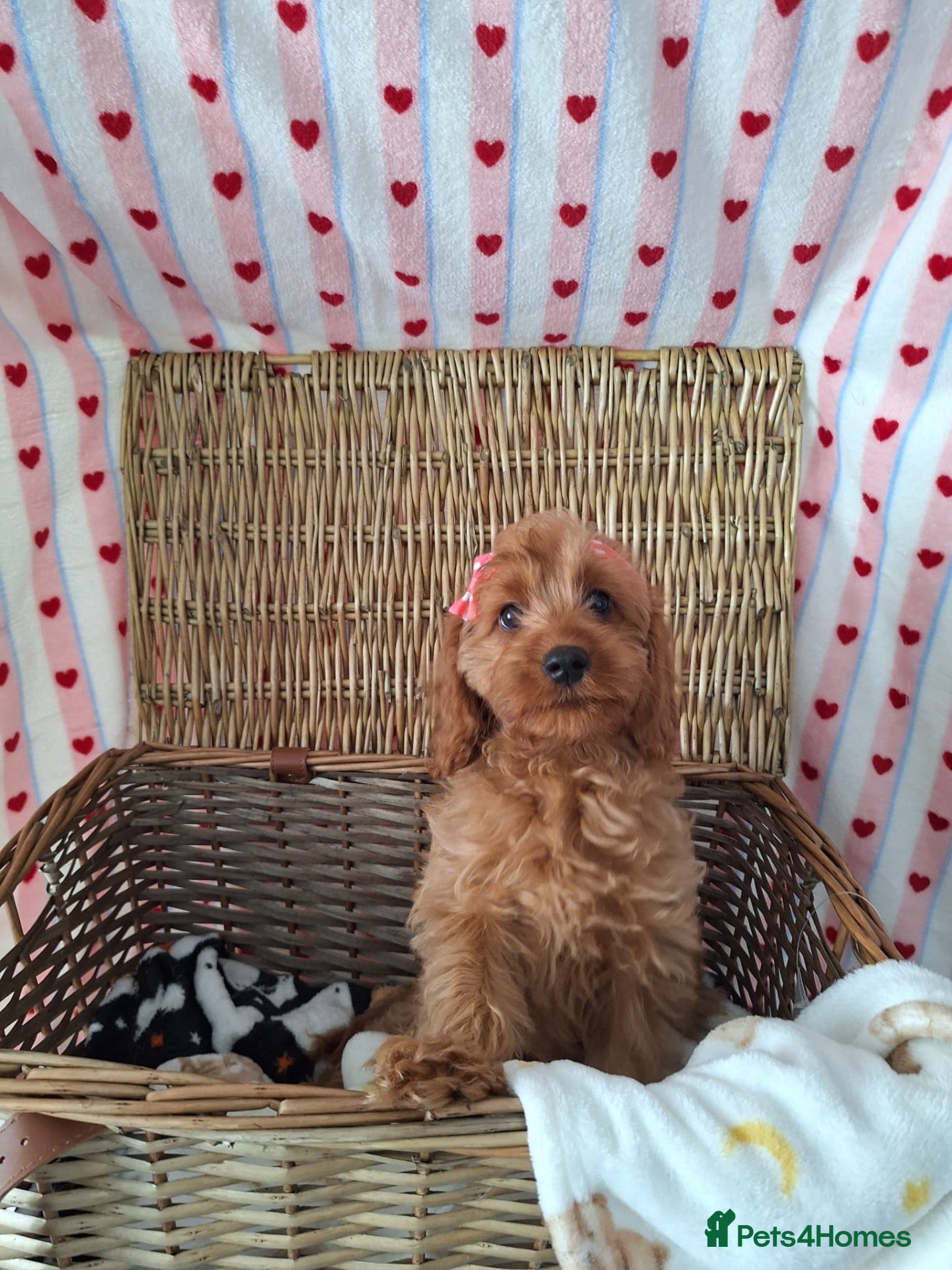 Cavapoo dogs One male Stunning quality cavapoo pup - Advert 2