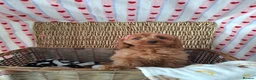 Cavapoo dogs for sale: One male Stunning quality cavapoo pup - Advert 2