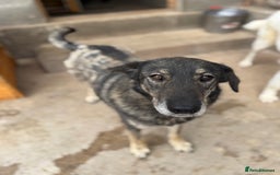Mixed Breed dogs for adoption: Pepper is looking for a family  - Image 4