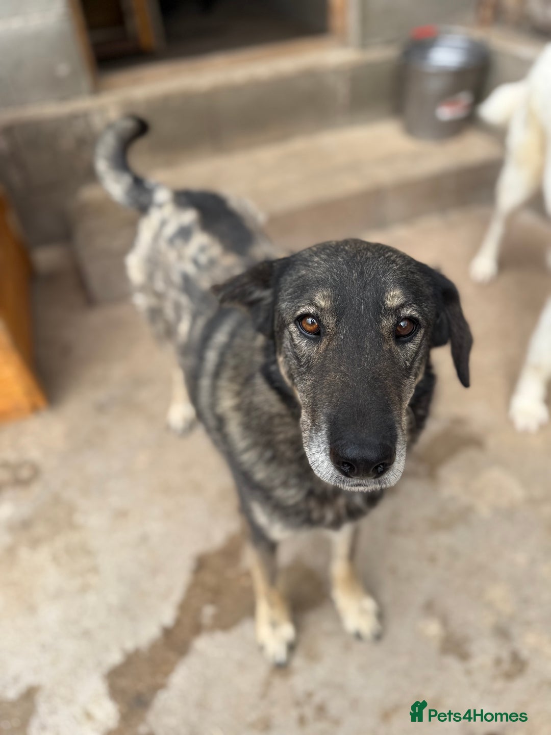 Mixed Breed dogs for adoption: Pepper is looking for a family  - Image 4