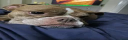 Mixed Breed dogs for sale: French cross English bulldog - Advert 3