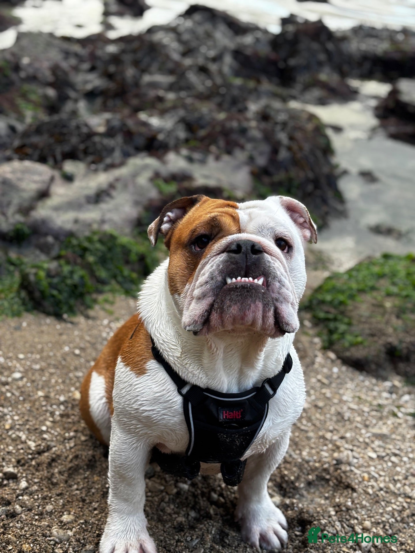 English Bulldog dogs Red & White Champion Line Pedigree English Bulldog - Advert 2