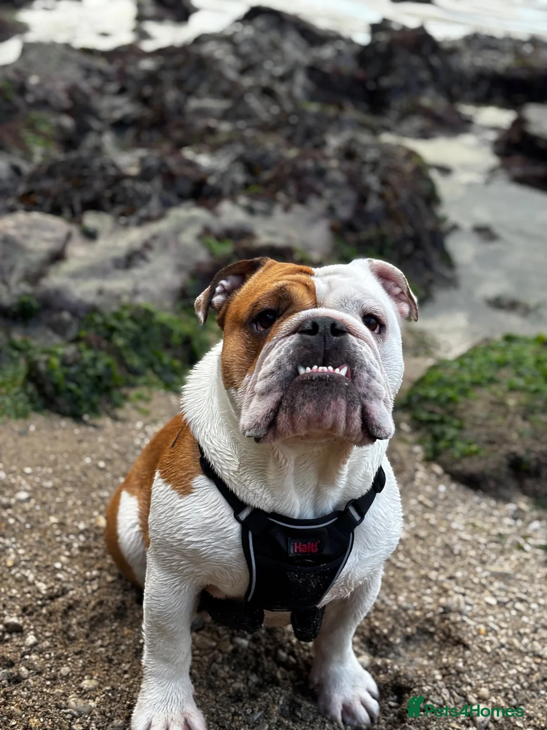 English Bulldog dogs for stud: Red & White Champion Line Pedigree English Bulldog in Wareham - Advert 1