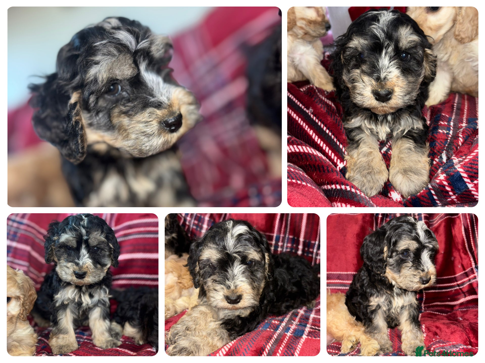 Cockapoo dogs Vaccinated Cockapoo male Puppy  - Advert 15