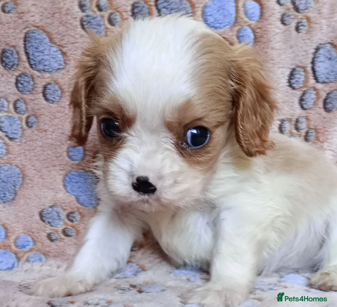Cavalier King Charles Spaniel dogs for sale: KC health tested Cavalier king Charles spaniel,s - Advert 2