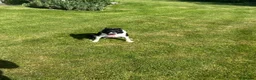 Border Collie dogs for sale: Mick  - Advert 2