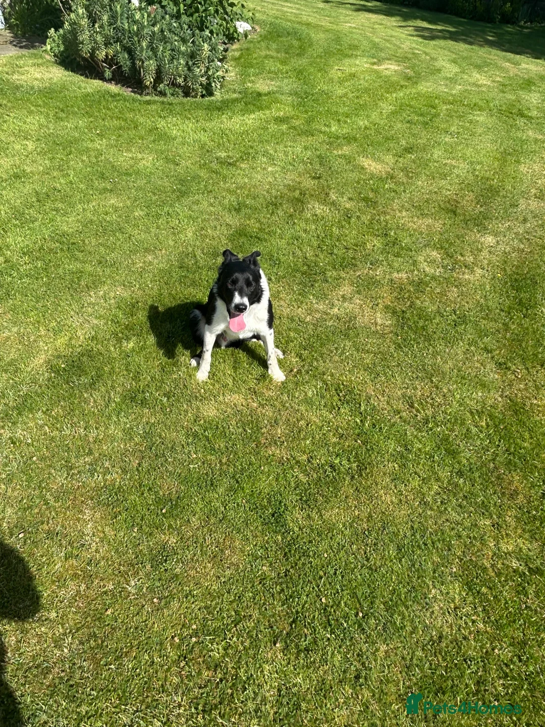 Border Collie dogs for sale: Mick  - Advert 2