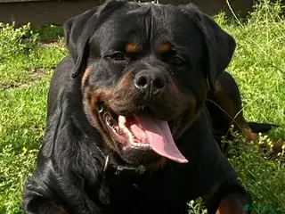 Rottweiler dogs **** FAUSTINIS TK,S QUANTOM OF SOLICE **** in Preston - Advert 6
