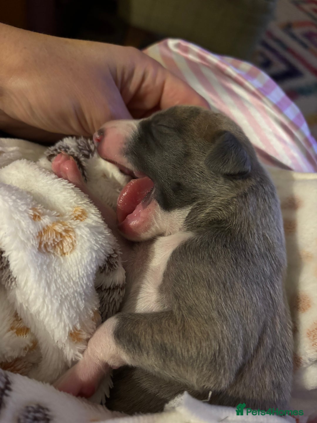 Whippet dogs for sale: Beautiful Blue Girl Whippet pup LAST ONE - Advert 11