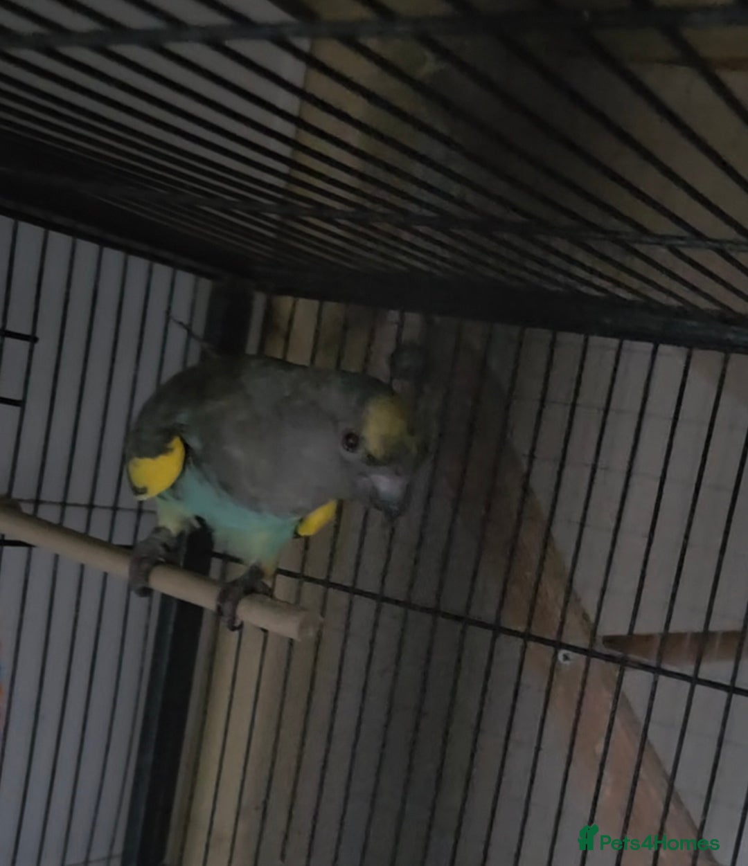 Parrots birds for sale: Meyers parrot - Advert 3