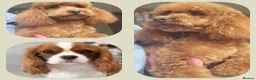 Cavapoo dogs for sale: F1 Toy Cavapoo Litter Planned  - Advert 2