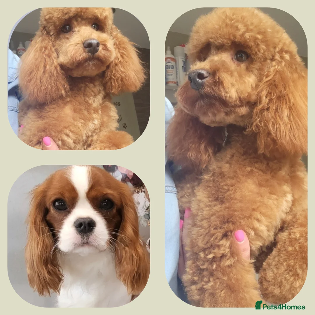Cavapoo dogs for sale: F1 Toy Cavapoo Litter Planned  - Advert 2