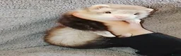 Ferret rodents for sale: Male ferret  - Advert 1