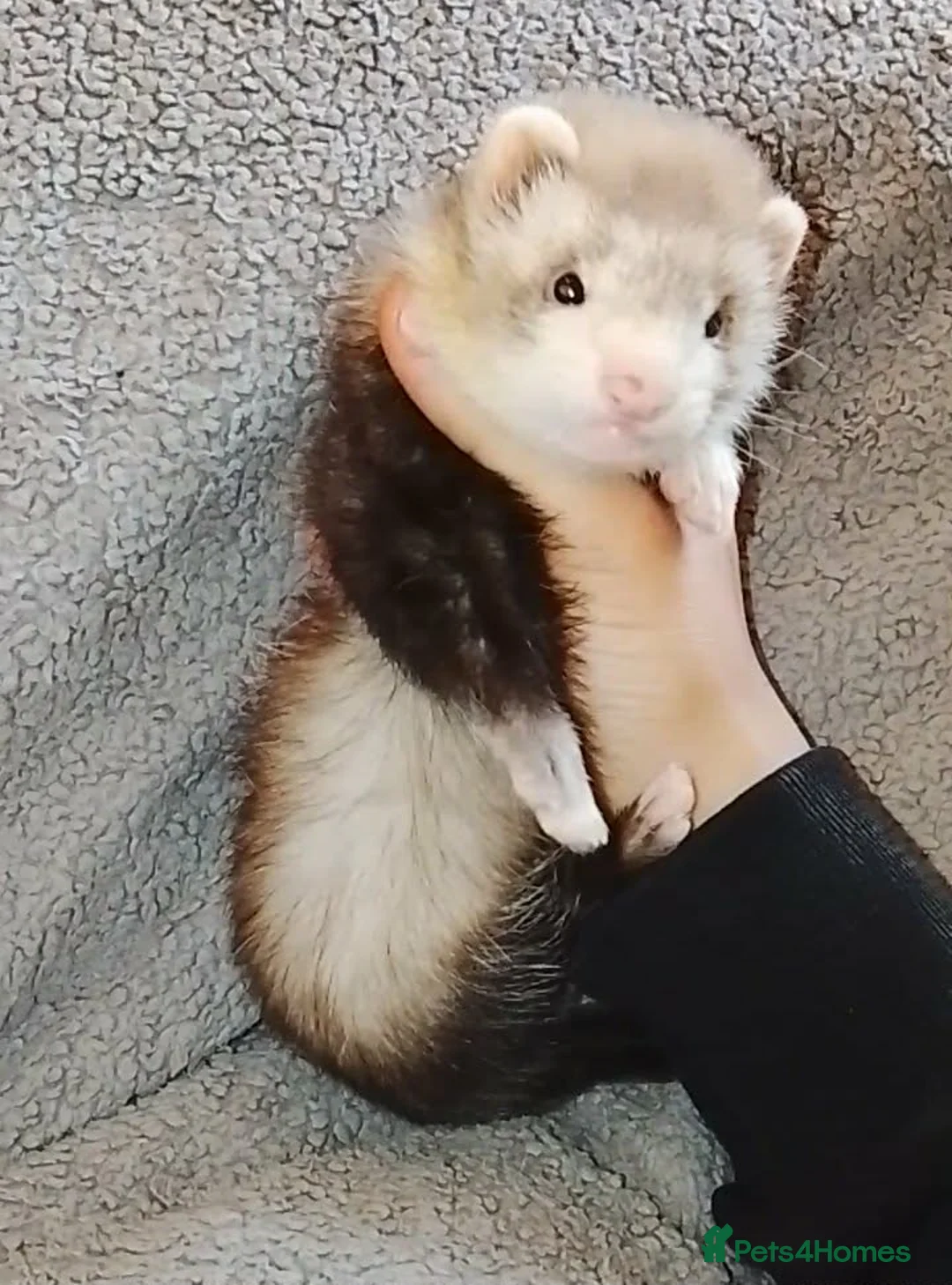 Ferret rodents for sale: Male ferret  - Advert 1