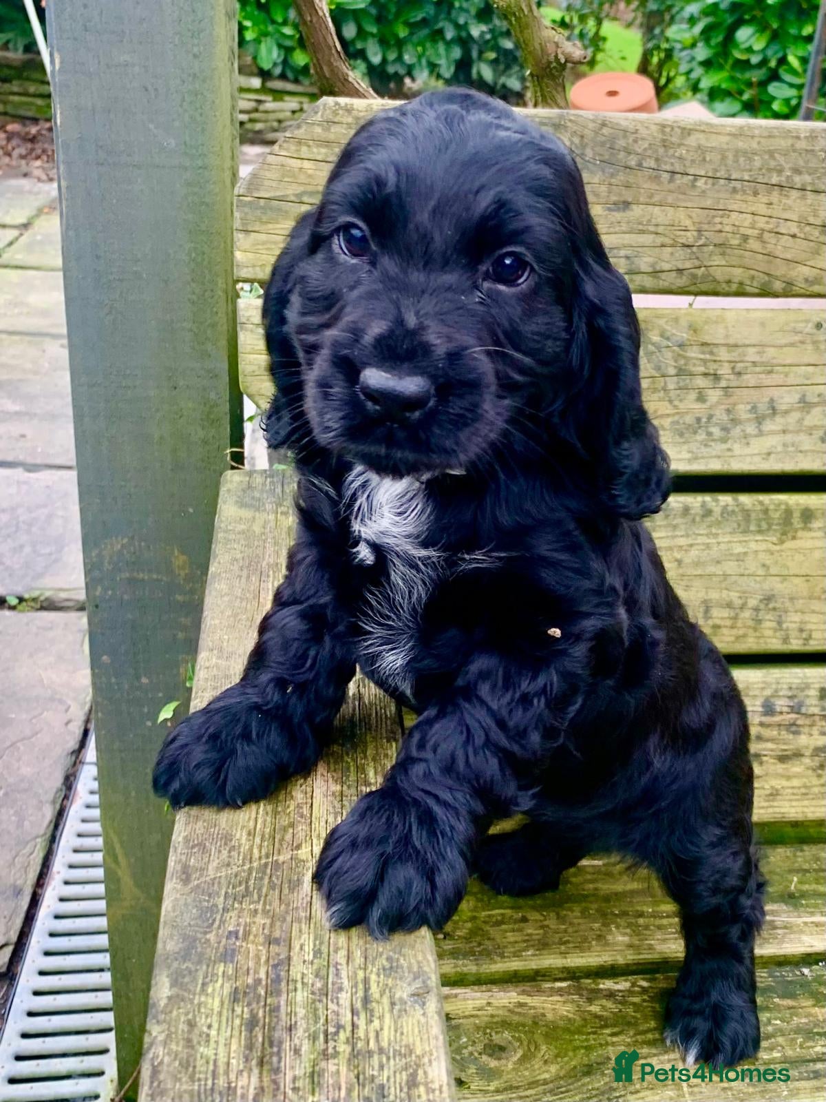 Cocker Spaniel dogs COCKER SPANIELS - Advert 3