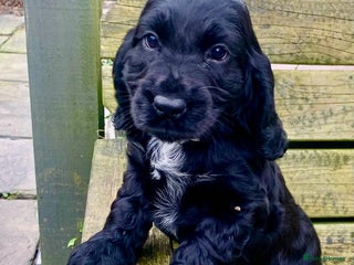 Cocker Spaniel dogs COCKER SPANIELS - Advert 13